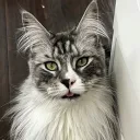 Profile picture of Calaverah